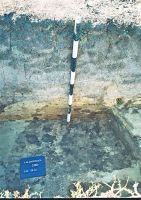 Cronica Cercetărilor Arheologice din România, Campania 2007. Raportul nr. 193