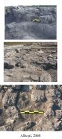 Cronica Cercetărilor Arheologice din România, Campania 2008. Raportul nr. 5