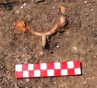 Cronica Cercetărilor Arheologice din România, Campania 2008. Raportul nr. 25