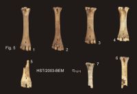 Cronica Cercetărilor Arheologice din România, Campania 2008. Raportul nr. 39.<br /> Sectorul 03-poze-IMDA-Basilica-extramuros.