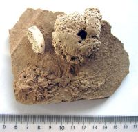 Cronica Cercetărilor Arheologice din România, Campania 2008. Raportul nr. 87.<br /> Sectorul 00-ilustratia.