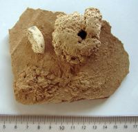 Cronica Cercetărilor Arheologice din România, Campania 2008. Raportul nr. 87.<br /> Sectorul 01-poze-IMDA.
