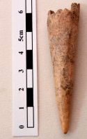 Cronica Cercetărilor Arheologice din România, Campania 2008. Raportul nr. 149
