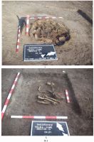 Cronica Cercetărilor Arheologice din România, Campania 2008. Raportul nr. 150