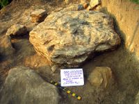 Cronica Cercetărilor Arheologice din România, Campania 2008. Raportul nr. 177