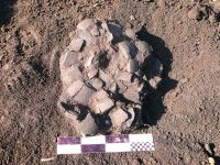 Cronica Cercetărilor Arheologice din România, Campania 2008. Raportul nr. 199