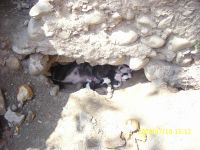 Cronica Cercetărilor Arheologice din România, Campania 2009. Raportul nr. 121