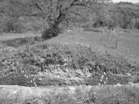 Cronica Cercetărilor Arheologice din România, Campania 2009. Raportul nr. 171