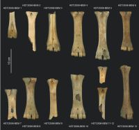 Cronica Cercetărilor Arheologice din România, Campania 2009. Raportul nr. 33.<br /> Sectorul Basilica-extra-muros.
