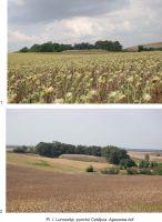 Cronica Cercetărilor Arheologice din România, Campania 2009. Raportul nr. 39