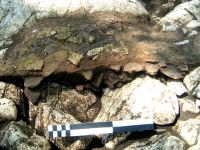 Cronica Cercetărilor Arheologice din România, Campania 2009. Raportul nr. 59