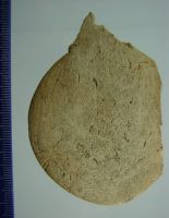 Cronica Cercetărilor Arheologice din România, Campania 2009. Raportul nr. 77