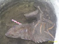 Cronica Cercetărilor Arheologice din România, Campania 2009. Raportul nr. 91