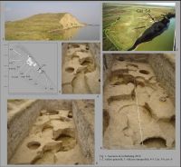 Cronica Cercetărilor Arheologice din România, Campania 2010. Raportul nr. 5
