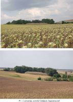 Cronica Cercetărilor Arheologice din România, Campania 2011. Raportul nr. 39
