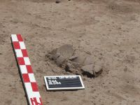 Cronica Cercetărilor Arheologice din România, Campania 2011. Raportul nr. 73