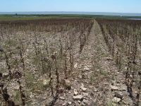 Cronica Cercetărilor Arheologice din România, Campania 2011. Raportul nr. 125