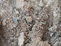 Cronica Cercetărilor Arheologice din România, Campania 2011. Raportul nr. 134