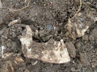 Cronica Cercetărilor Arheologice din România, Campania 2011. Raportul nr. 134