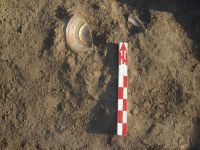 Cronica Cercetărilor Arheologice din România, Campania 2012. Raportul nr. 24.<br /> Sectorul varia.