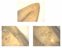 Cronica Cercetărilor Arheologice din România, Campania 2012. Raportul nr. 28.<br /> Sectorul planse-IMDA.
