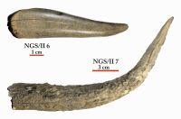Cronica Cercetărilor Arheologice din România, Campania 2012. Raportul nr. 95.<br /> Sectorul plansa-IMDA.