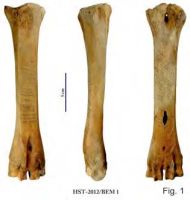 Cronica Cercetărilor Arheologice din România, Campania 2013. Raportul nr. 39.<br /> Sectorul 039-5189-basilica-extra-muros-industria.