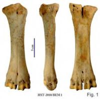 Cronica Cercetărilor Arheologice din România, Campania 2013. Raportul nr. 39.<br /> Sectorul 039-5189-basilica-extra-muros-industria.