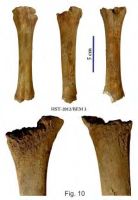 Cronica Cercetărilor Arheologice din România, Campania 2013. Raportul nr. 39.<br /> Sectorul 039-5189-basilica-extra-muros-industria.