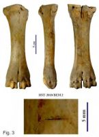 Cronica Cercetărilor Arheologice din România, Campania 2013. Raportul nr. 39.<br /> Sectorul 039-5189-basilica-extra-muros-industria.
