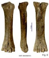 Cronica Cercetărilor Arheologice din România, Campania 2013. Raportul nr. 39.<br /> Sectorul 039-5189-basilica-extra-muros-industria.