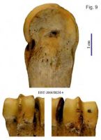 Cronica Cercetărilor Arheologice din România, Campania 2013. Raportul nr. 39.<br /> Sectorul 039-5189-basilica-extra-muros-industria.