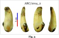 Cronica Cercetărilor Arheologice din România, Campania 2014. Raportul nr. 8
