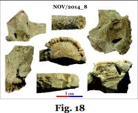 Cronica Cercetărilor Arheologice din România, Campania 2014. Raportul nr. 124