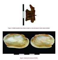 Cronica Cercetărilor Arheologice din România, Campania 2015. Raportul nr. 5