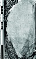 Cronica Cercetărilor Arheologice din România, Campania 2015. Raportul nr. 20.<br /> Sectorul Sector-ACS.