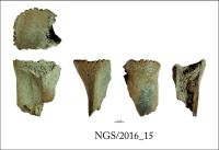 Cronica Cercetărilor Arheologice din România, Campania 2016. Raportul nr. 109.<br /> Sectorul 2-Industria-materiilor-dure-animale.