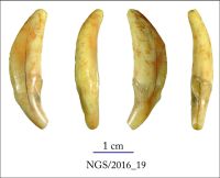 Cronica Cercetărilor Arheologice din România, Campania 2016. Raportul nr. 109.<br /> Sectorul 2-Industria-materiilor-dure-animale.