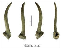 Cronica Cercetărilor Arheologice din România, Campania 2016. Raportul nr. 109.<br /> Sectorul 2-Industria-materiilor-dure-animale.