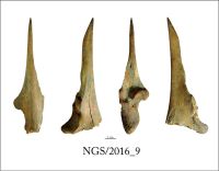 Cronica Cercetărilor Arheologice din România, Campania 2016. Raportul nr. 109.<br /> Sectorul 2-Industria-materiilor-dure-animale.