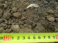 Cronica Cercetărilor Arheologice din România, Campania 2017. Raportul nr. 55