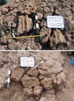 Cronica Cercetărilor Arheologice din România, Campania 2017. Raportul nr. 201<br /><font color='red'>Notă!</font> Numărul de ordine atribuit acestui raport este convențional, întrucât raportul nu a fost publicat în volumul tipărit.