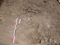 Cronica Cercetărilor Arheologice din România, Campania 2017. Raportul nr. 202<br /><font color='red'>Notă!</font> Numărul de ordine atribuit acestui raport este convențional, întrucât raportul nu a fost publicat în volumul tipărit.
