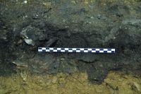 Cronica Cercetărilor Arheologice din România, Campania 2020. Raportul nr. 82